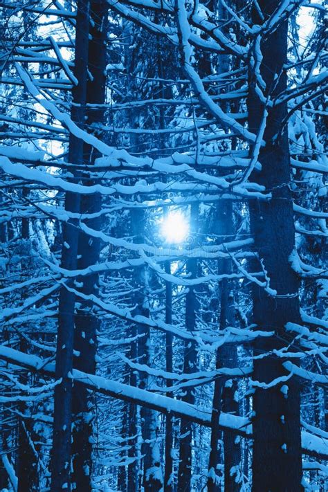 Beautiful Winter Forest In Trendy Classic Blue Color Of The Year Stock