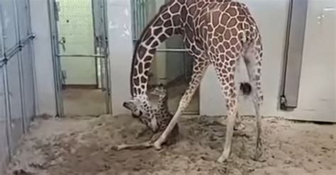 Cheyenne Mountain Zoo Live Streams Baby Giraffe Birth Rest Of The Net