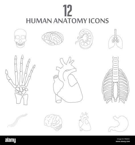 Human Anatomy Icons Set Vector Stock Vector Image And Art Alamy
