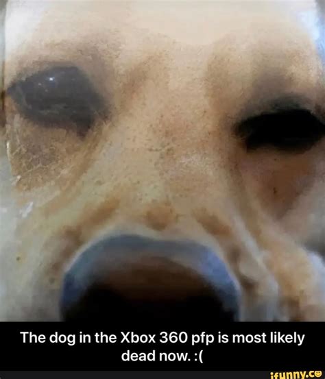 The Dog In The Xbox 360 Pfp Is Most Likely Dead Now The Dog In The