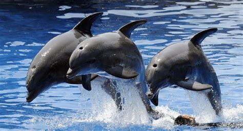 first ever dolphin census in bihar concludes with 1 150 dolphins in the state