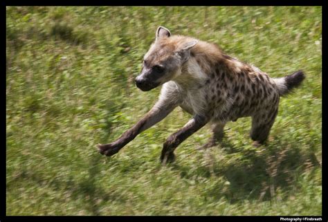 Run Hyena Run — Weasyl