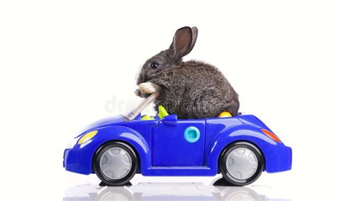 Bunny Car Vlrengbr