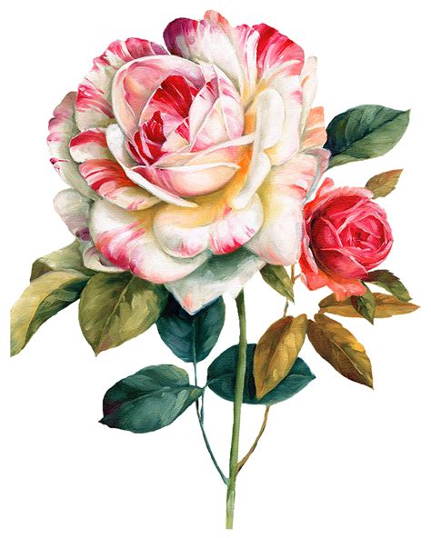 Pink And Red Roses Flower Watercolor Painting Floral Design Oil png image