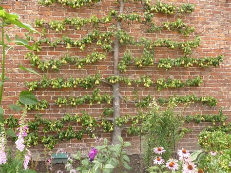 How To Espalier Fruit Trees Palmers Garden Centre
