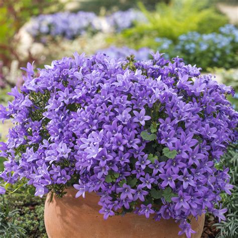 The campanula portenschlagiana is a member of the bellflower (campanulaceae) family and is commonly named wall bellflower or dalmatian bellflower. Campanula portenschlagiana Blue Sky - Dalmatian Bellflower ...