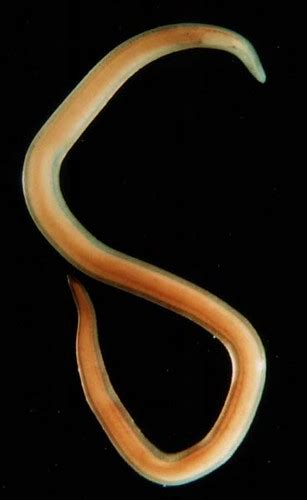 Nematoda Roundworm Rebin1605 Flickr