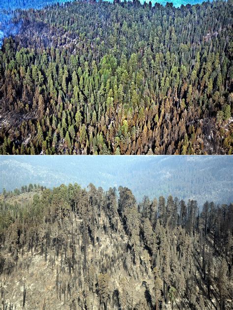 Wildfires Kill Unprecedented Numbers Of Large Sequoia Trees U S National Park Service