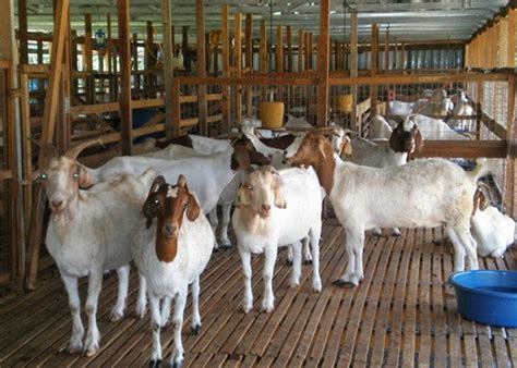 Mengapa Kegiatan Beternak Kambing Tidak Bisa Dilakukan Di Kota