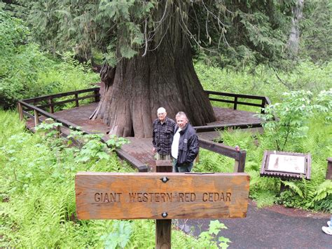 giant western red cedar tree about 3000 years old 177 feet high near elk river idaho