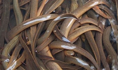 It Nearly Killed Him Doctors Remove Live Eel From Mans Stomach