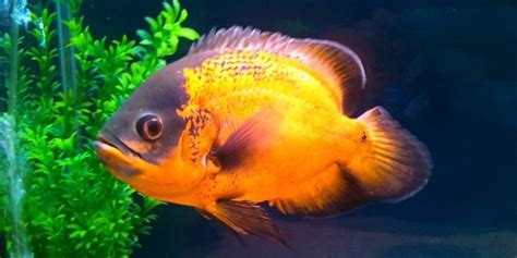 Tips And Facts About The Oscar Fish The Aquarium Guide