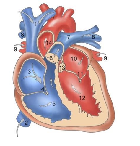 Heart Chambers Diagram Diagram Quizlet