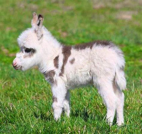 Pin By Heidi Jane On Fluffies Baby Donkey Cute Animals Baby Animals