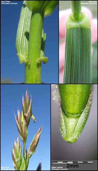 Tall Fescue Schedonorus Arundinaceus Poaceae Grass