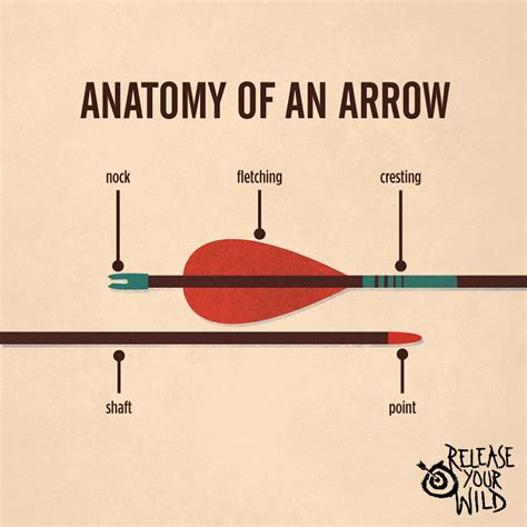 Anatomy Of An Arrow Archery Bows Archery Tips Archery Hunting