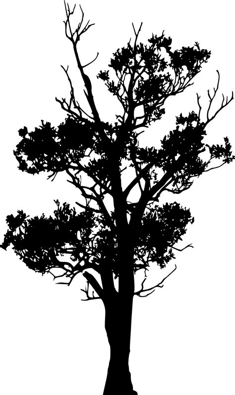 Oak Tree Silhouette Transparent Background