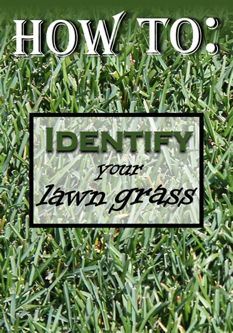 how to identify your lawn grass grass type planting grass lawn grass types