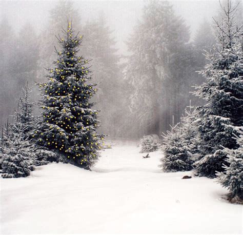 Christmas Tree In The Forest Зимние деревья Лесные обои Зима