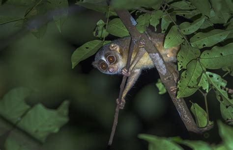 Baby Of The Forest In Search Of The Malabar Grey Slender Loris