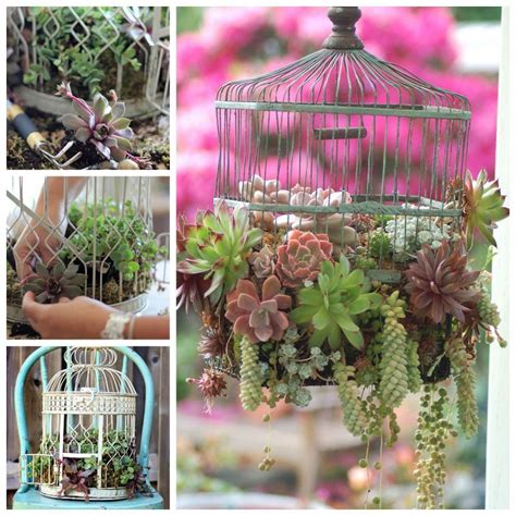 Creative Ideas Diy Bird Cage Succulent Planter