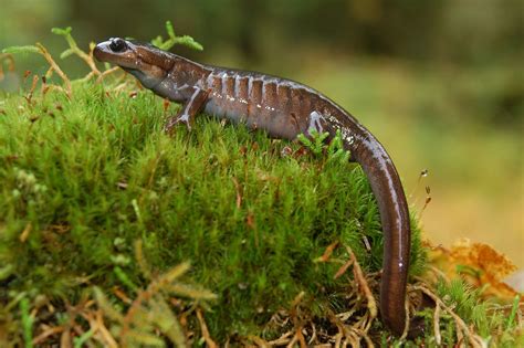 Names For Pet Salamanders And Newts