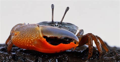 Fiddler Crabs Use Their Giant Claw For The Two Fs Fightin And