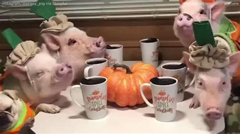Pigs Pug Have Pumpkin Themed Party To Welcome Autumn Abc7 Chicago