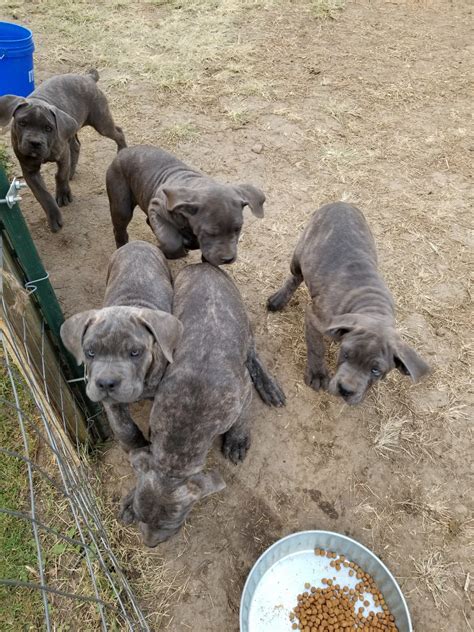 We have the best cane corso puppies for sale in ohio columbus. Cane Corso Puppies For Sale | Springfield, OH #285219