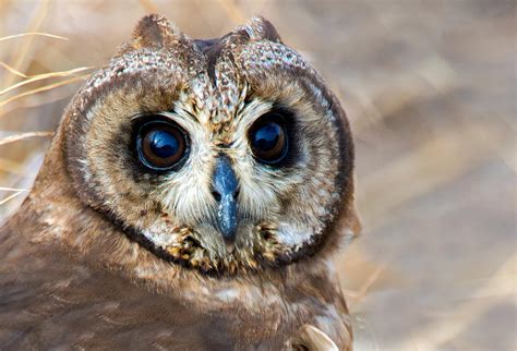 Close Up Of African Grass Owl Tyto Photograph By Panoramic Images Fine Art America