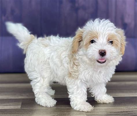 Maltipoo Puppies For Sale Reasonable Adoption Rates