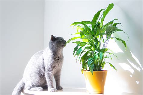 Are Peace Lily Plants Toxic To Cats Great Gardeners Tips