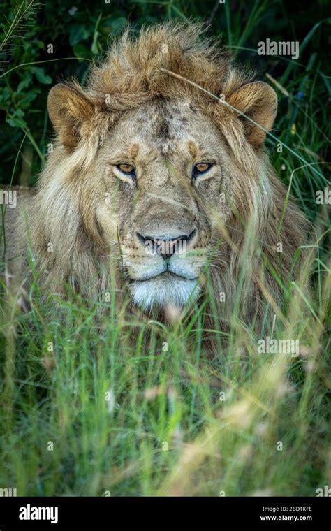 Lion Tall Grass Hi Res Stock Photography And Images Alamy
