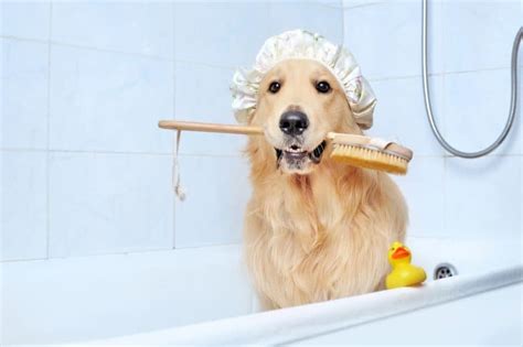 Everything To Know About How To Groom A Golden Retriever K9 Web