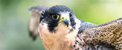 Peregrine Falcon Recovery Project Audubon Vermont