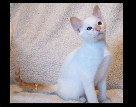 Flame Point Balinese Cat