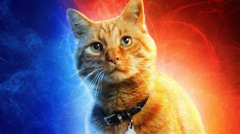 The 12 Best Movie Cats Of All Time — Indiewire Critics Survey Indiewire