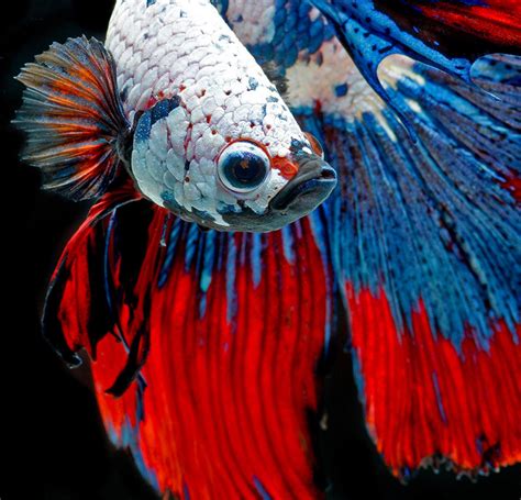 Betta Fish Wallpapers Wallpaper Cave