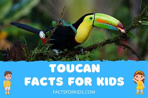 13 Toucan Facts For Kids To Ignite Their Curiosity Facts For Kids