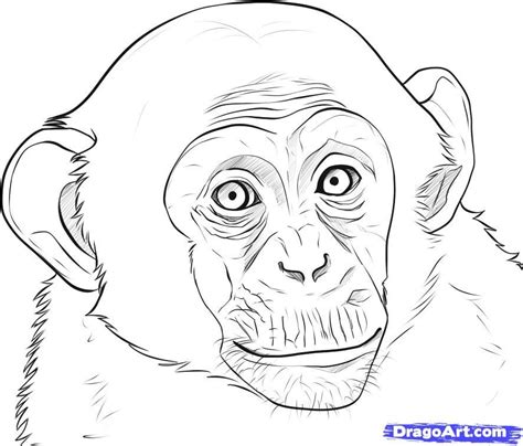 More images for how to draw a simple monkey face » Monkey face | Monkey drawing, Monkey drawing easy, 3d ...