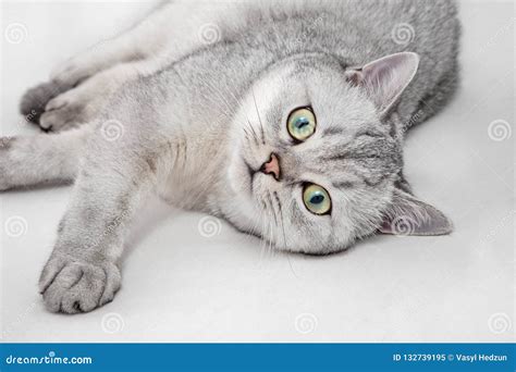 Portrait Of Light Gray British Shorthair Cat Lying On A White