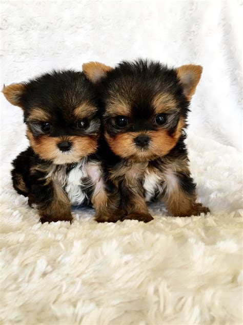 🐩 world famous teacup puppy boutique! Micro Teacup Yorkshire Terrier Puppy California Breeder ...