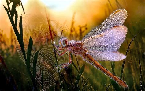 40 Dragonfly Screensavers And Wallpaper