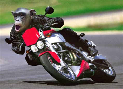 Monkey Magic From Japan The Monkey Which Rides On A Motorcycle