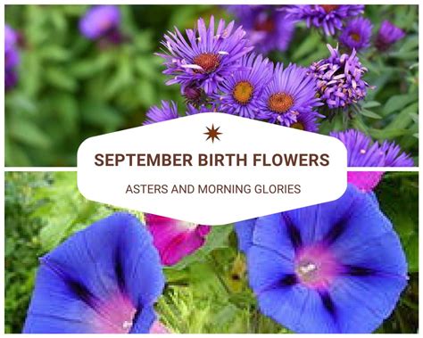 September Flowers Include Asters Which Are Symbols Of Powerful Love And