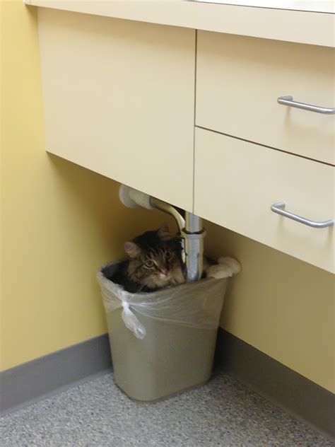 15 Cats Who Just Realized You Took Them To The Vet