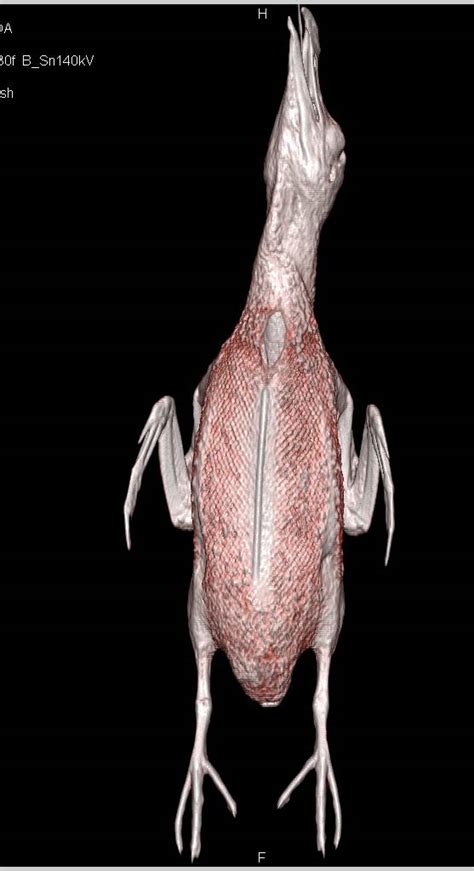 Razorbill Looks Like A Penguin Veterinary Case Studies Ctisus Ct