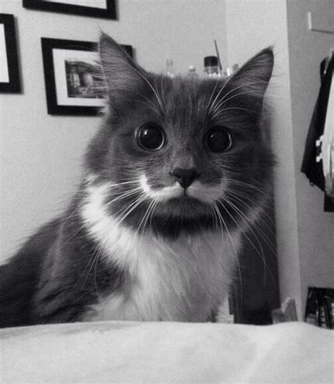 Mustache Kitty Hipster Cat Cat Purr Cat Lovers