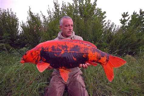 Mutated Chernobyl Fish