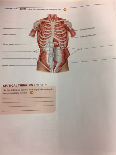 The abdominal muscles stretch over the abdomen from the chest to the hips, covering the center and sides also. Solved: FIGURE 24.6 APR Label The Muscles Of The Abdormina... | Chegg.com